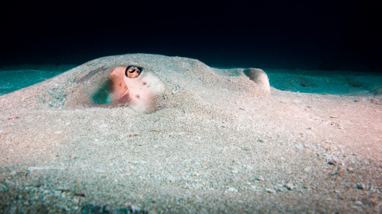 Ray on the seabed at Caño Island, Costa Rica