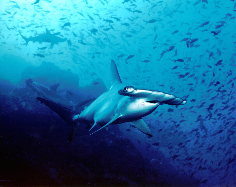 Hammerhead shark underwater at Cocos Island, Costa Rica