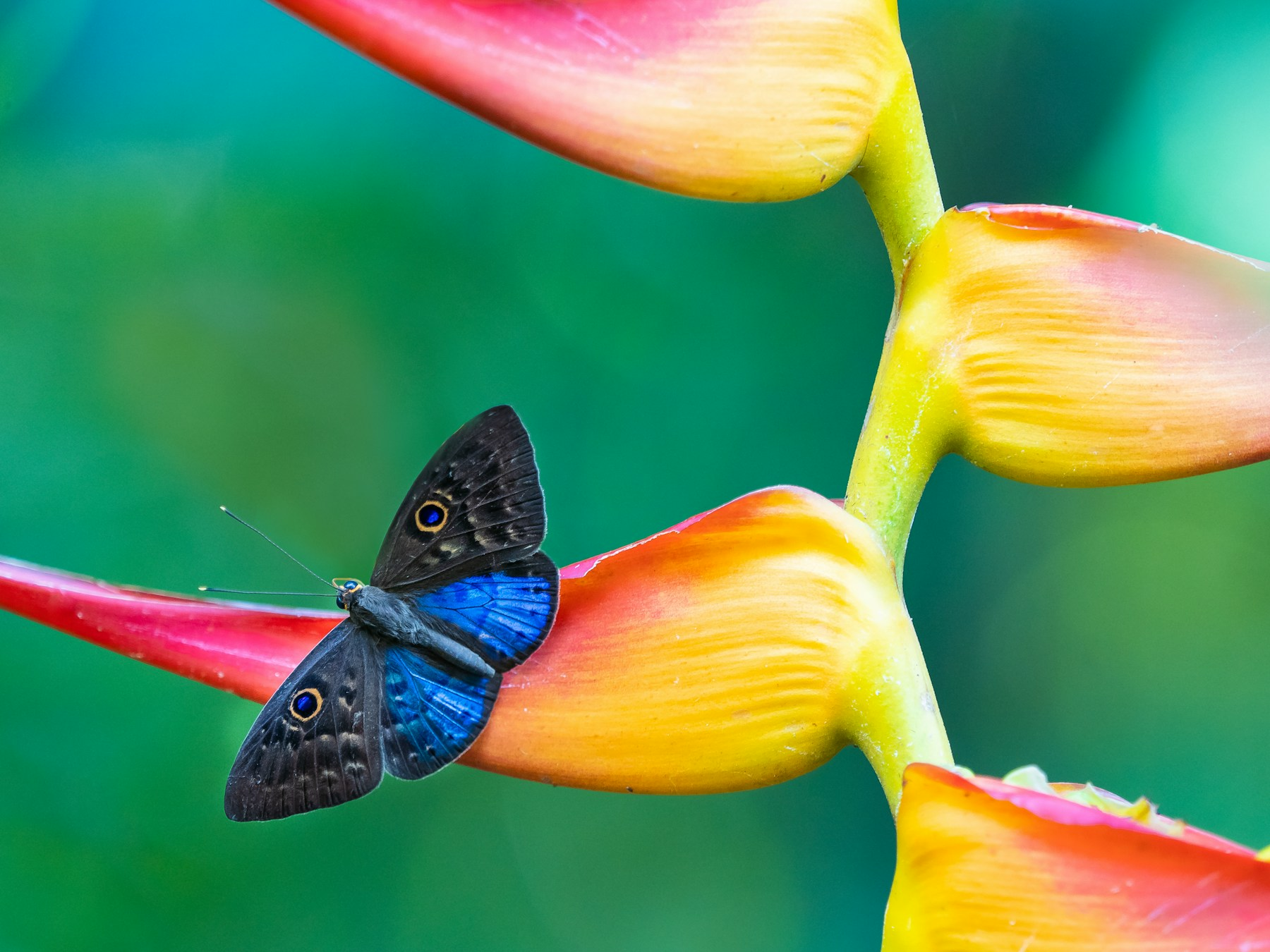 Blue-winged butterfly on heliconia photographed during a Manuel Antonio National Park visit