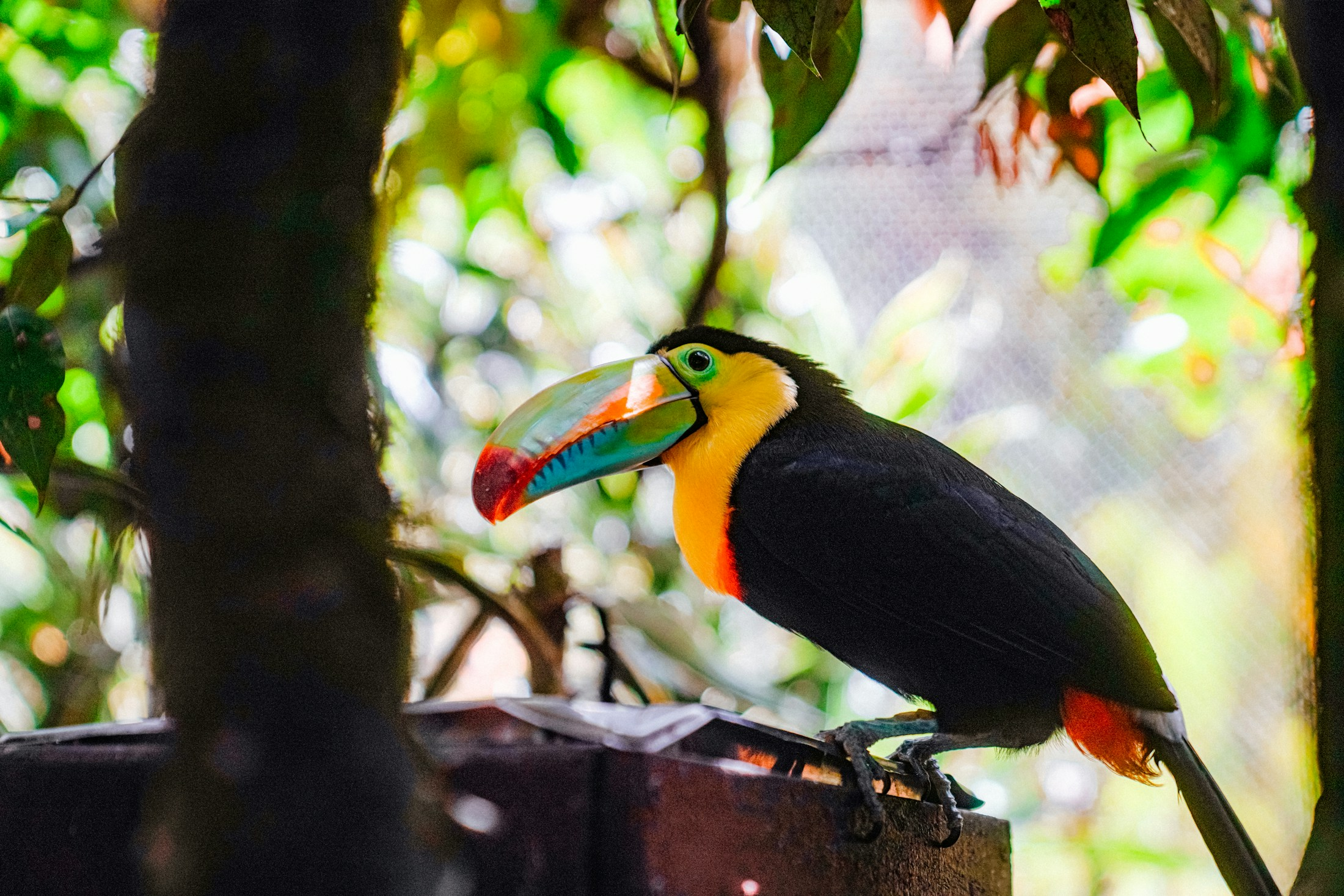 Toucan among lush tropical foliage