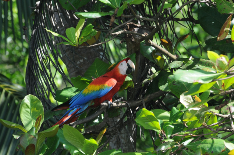 Scarlet macaw; wildlife illustration