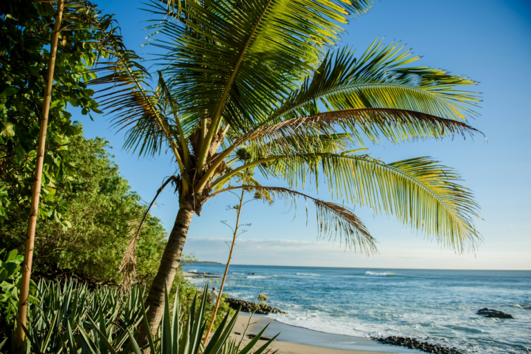 Palm beside the beach in Tamarindo