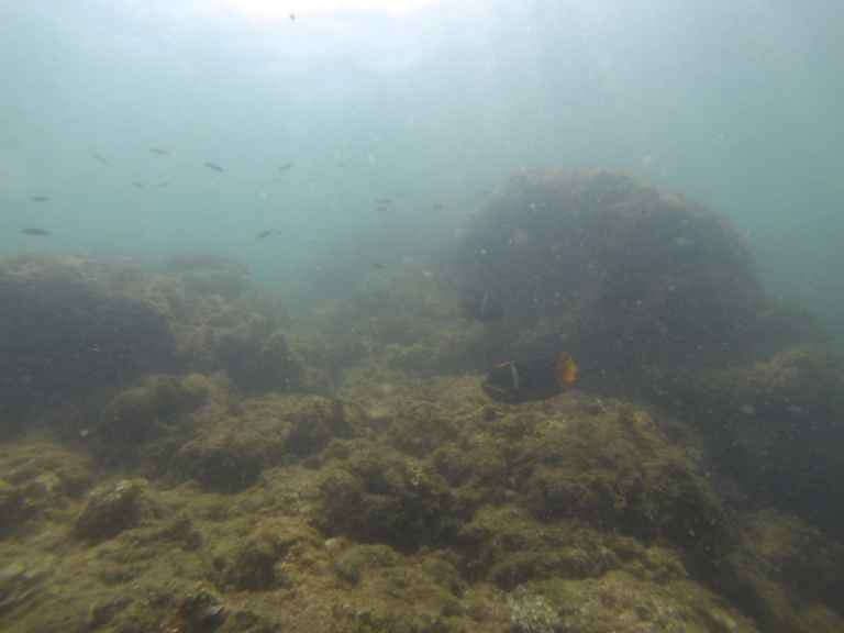 King angelfish during a dive at Tortuga Island, Costa Rica